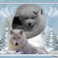 Chiots samoyede lof #5