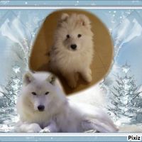 Chiots samoyede lof #6