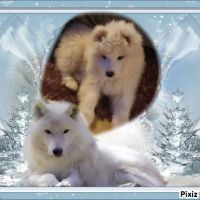 Chiots samoyede lof #7
