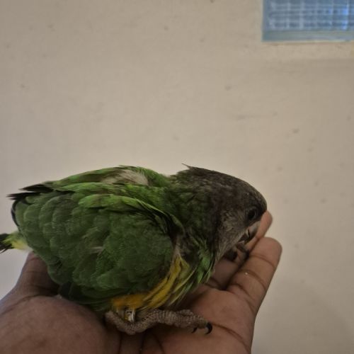 Youyou du sénégal eam #1