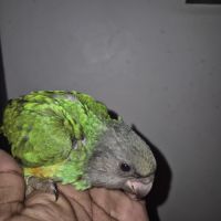 Youyou du sénégal eam