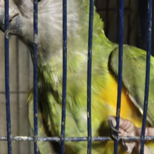 Femelle youyou du sénégal man 2026