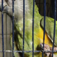 Femelle youyou du sénégal man 2026