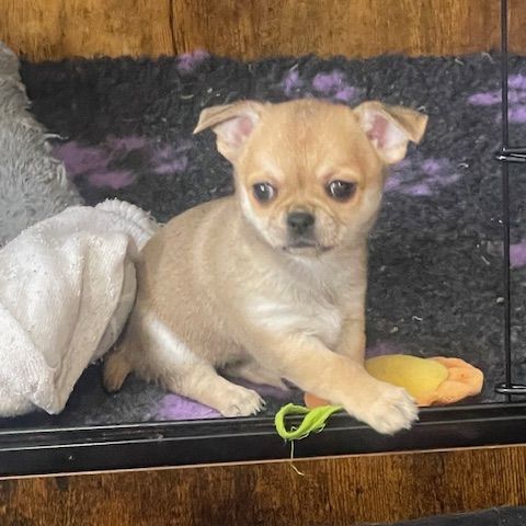 Chiots chihuahua femelle  poil court #1