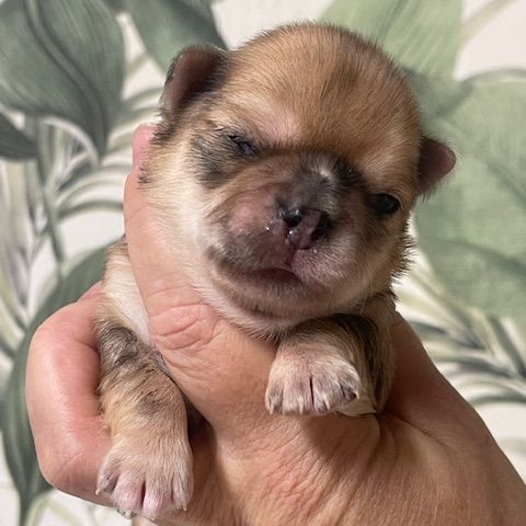 Chihuahua a la reservation males et femelles #1