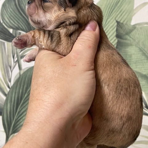 Chihuahua a la reservation males et femelles #2