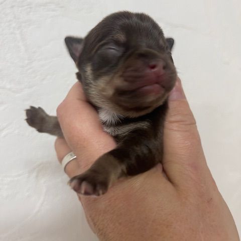 Chihuahua a la reservation males et femelles #3