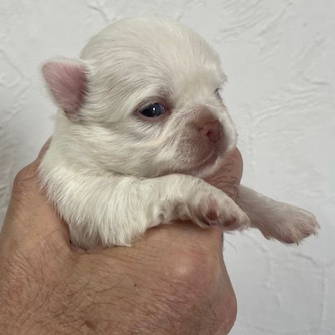 Chihuahua a la reservation males et femelles #0