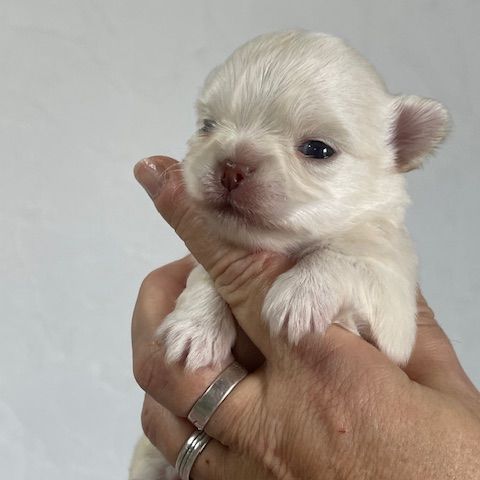 Chihuahua a la reservation males et femelles #8