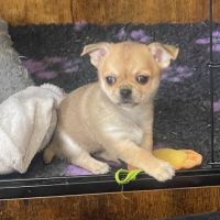 Chiots chihuahua femelle  poil court #1