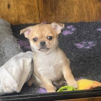 Chiots chihuahua femelle  poil court