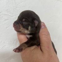 Chihuahua a la reservation males et femelles #4