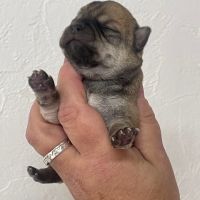 Chihuahua a la reservation males et femelles #5