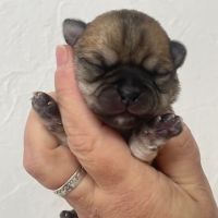 Chihuahua a la reservation males et femelles #6