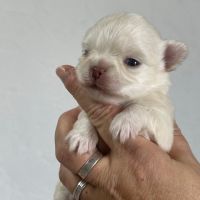 Chihuahua a la reservation males et femelles #8