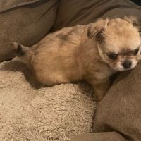 Chiots chihuahua femelle  poil long et court