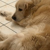 Golden retriever lof sable mâle