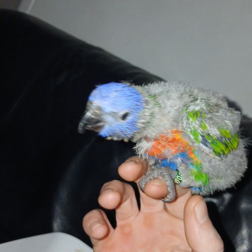 Bébé loriquet arc en ciel #1