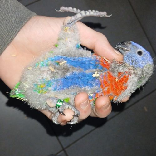 Bébé loriquet arc en ciel