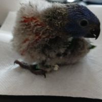 Bébé loriquet arc en ciel #4