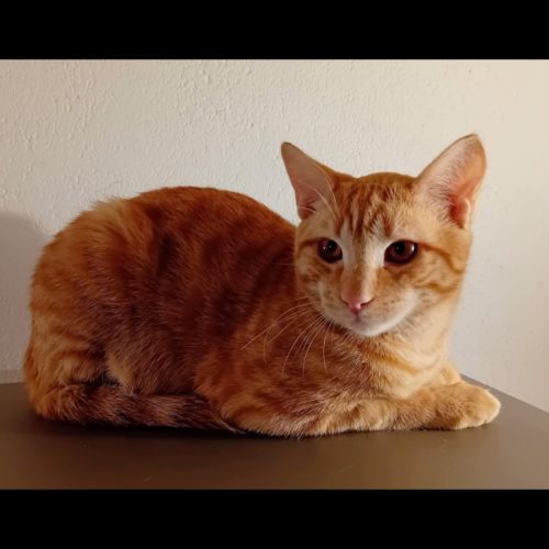 Dino, adorable chaton à l'adoption #1