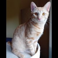 Dino, adorable chaton à l'adoption