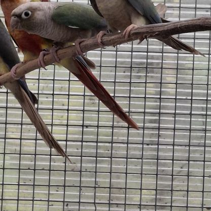 Pyrrhura molinae misty males