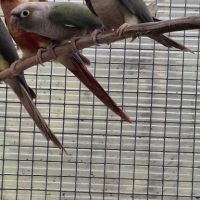 Pyrrhura molinae misty males