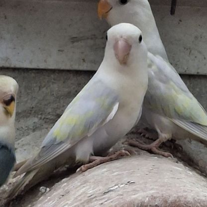 Inseperables rosicolis