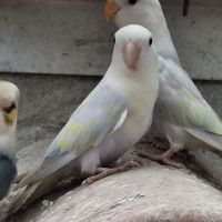 Inseperables rosicolis