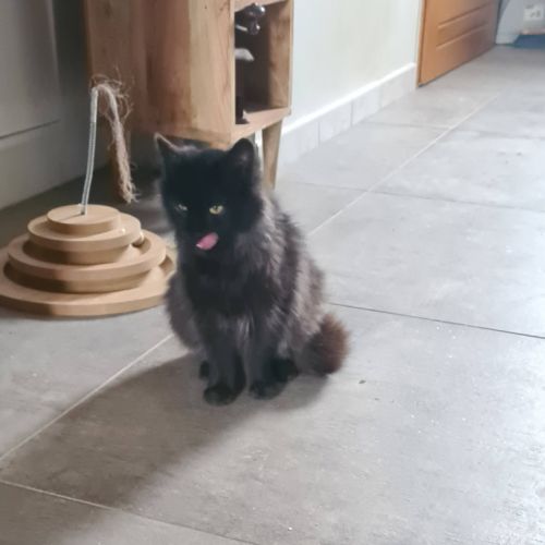 Loucha, adorable chaton à l'adoption #2