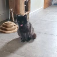 Loucha, adorable chaton à l'adoption #2