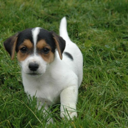Superbes portées de jack russell au lof #1
