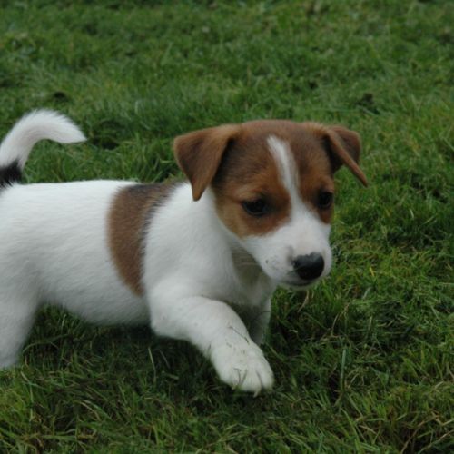 Superbes portées de jack russell au lof #0