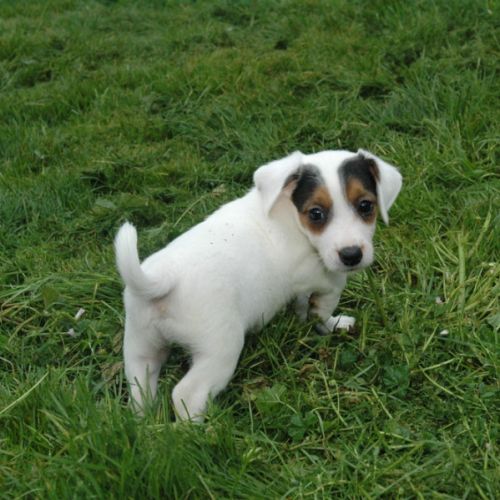 Superbes portées de jack russell au lof #3