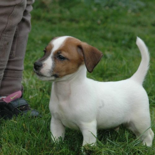 Superbes portées de jack russell au lof #5