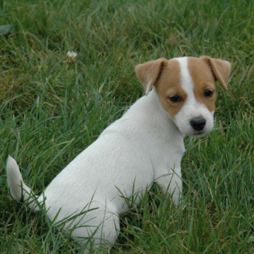 Superbes portées de jack russell au lof #6