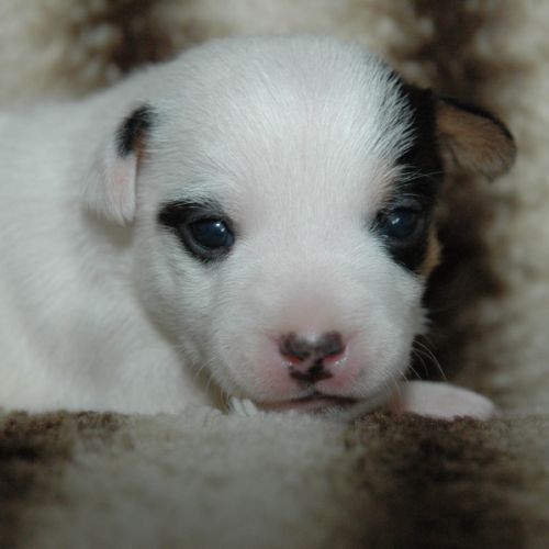 Superbes portées de jack russell au lof #7