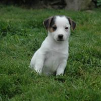 Superbes portées de jack russell au lof #4
