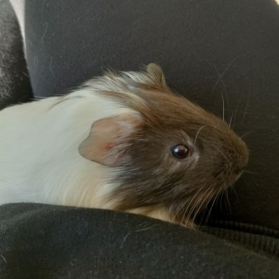 Adorable cochon d'inde mâle à adopter #1