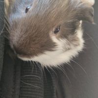 Adorable cochon d'inde mâle à adopter #2