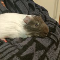 Adorable cochon d'inde mâle à adopter #0