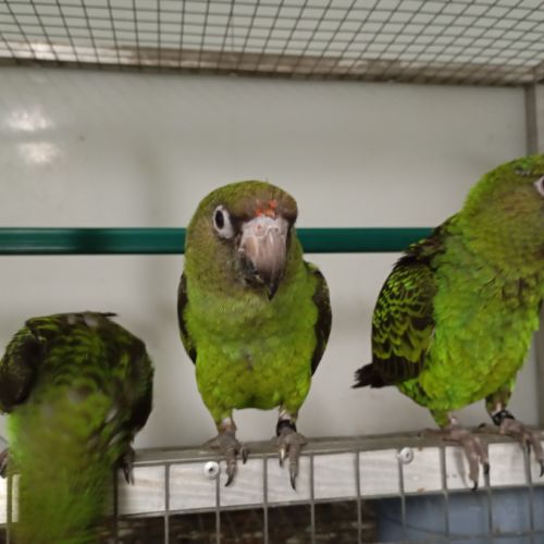 Perroquet de jardine ou à calotte rouge 2025