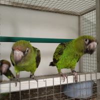 Perroquet de jardine ou à calotte rouge 2025 #1