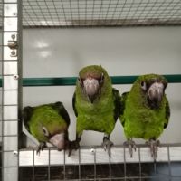 Perroquet de jardine ou à calotte rouge 2025 #2