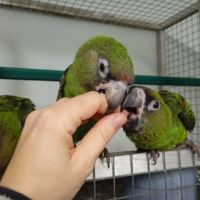 Perroquet de jardine ou à calotte rouge 2025 #4