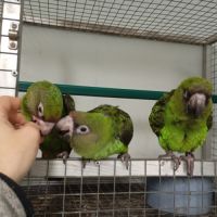 Perroquet de jardine ou à calotte rouge 2025 #5