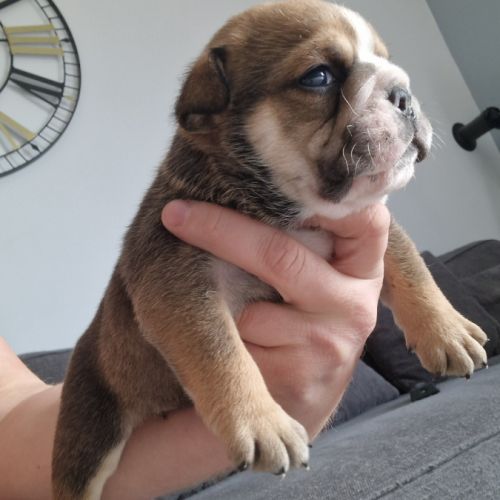 Chiots bulldog anglais #0