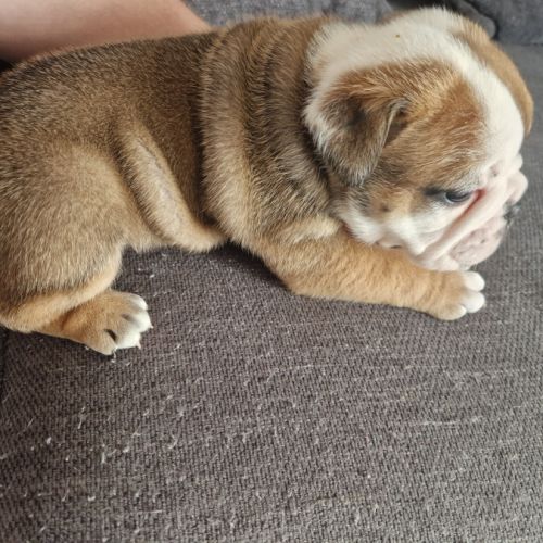 Chiots bulldog anglais #4