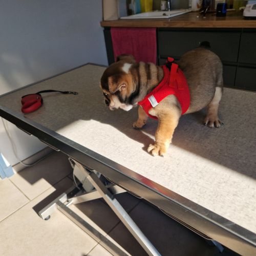 Chiots bulldog anglais #3